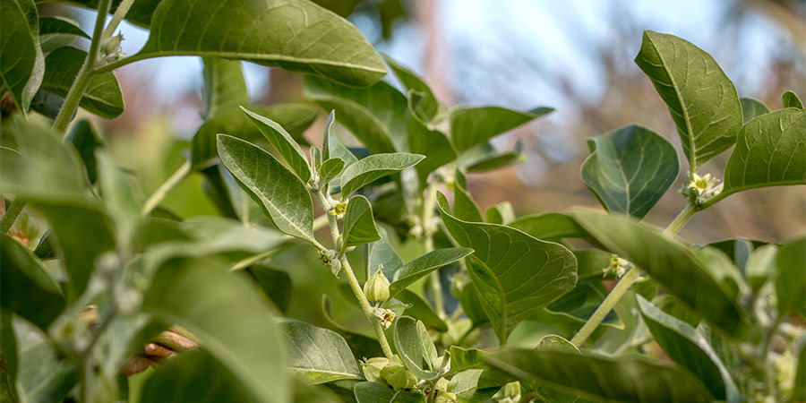 Ashwagandha uprawa roślina