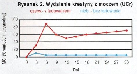 faza ładowania kreatyny