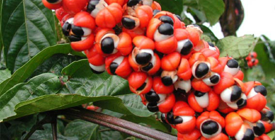 guarana-roslina-Paulinia cupana.