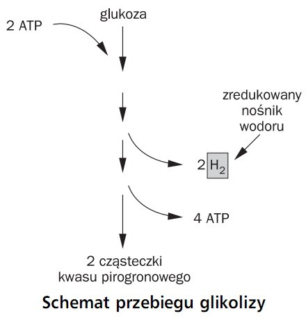 glikoliza 