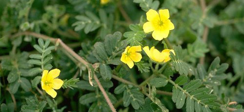 tribulus terrestris owoc